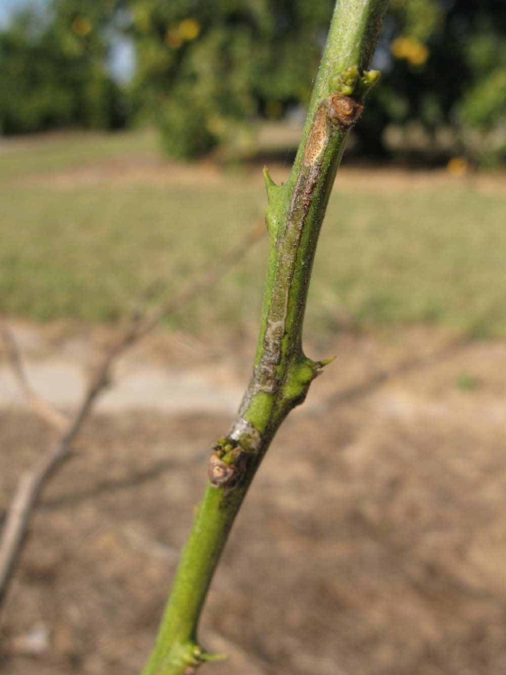              Second - third year twig (Winter Haven, FL)       